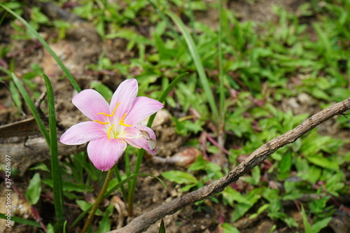 Crocus or Zephyranthes Lily in the garden has dry  brown  blurred background.