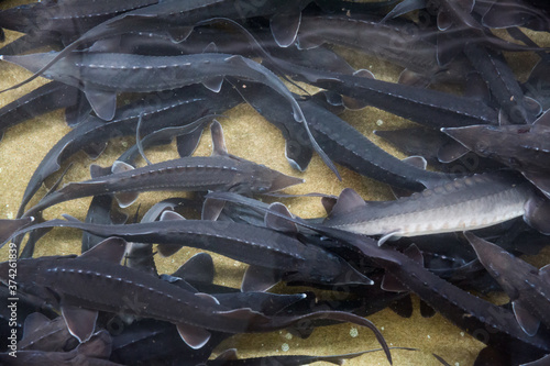 Sturgeon swimming underwater on fish farm photo