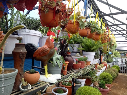 Cactus and other plants in hanging pots in a garden