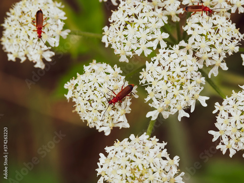 (Rhagonycha fulva) Téléphores fauves sur fleurs ombellifères blanches