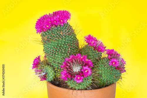 Mammillaria Magnimamma. Cactacae Plant with purple Flowers put in a pot against a yellow backdrop. photo