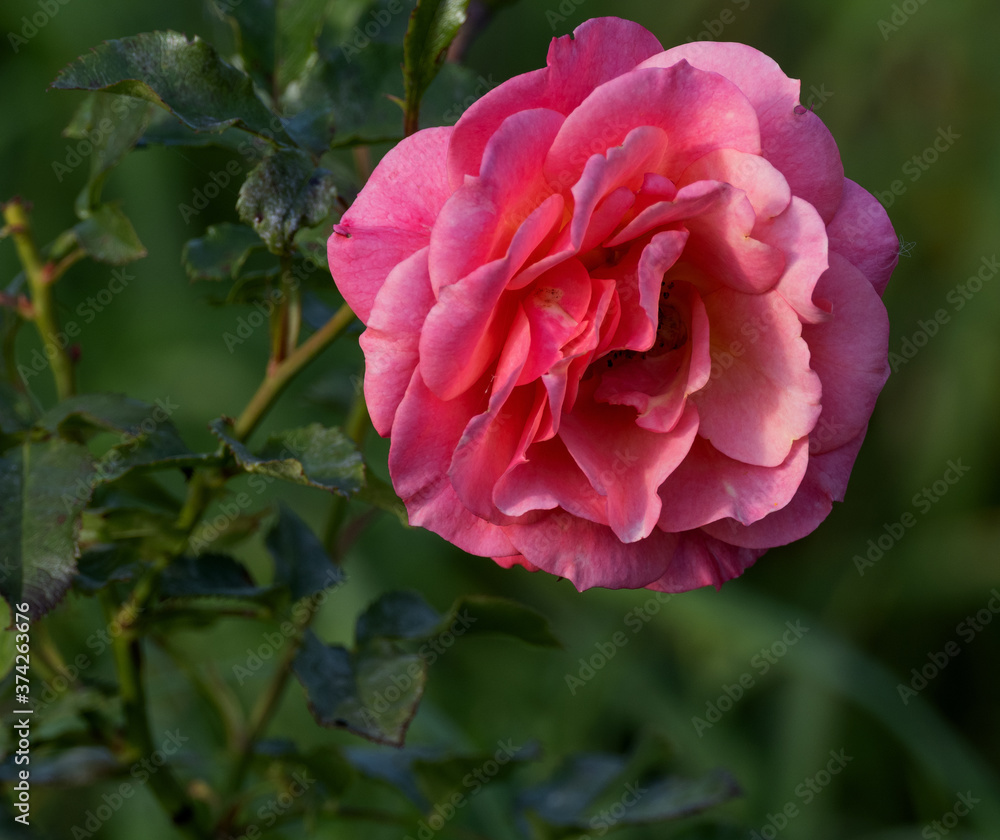 Obraz premium pink rose flower