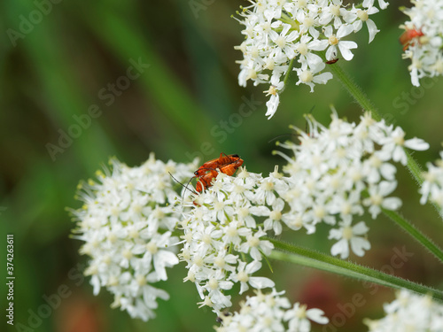 (Rhagonycha fulva) Téléphores fauves de couleur brun roux s'accouplant sur une fleur d'ombellifère