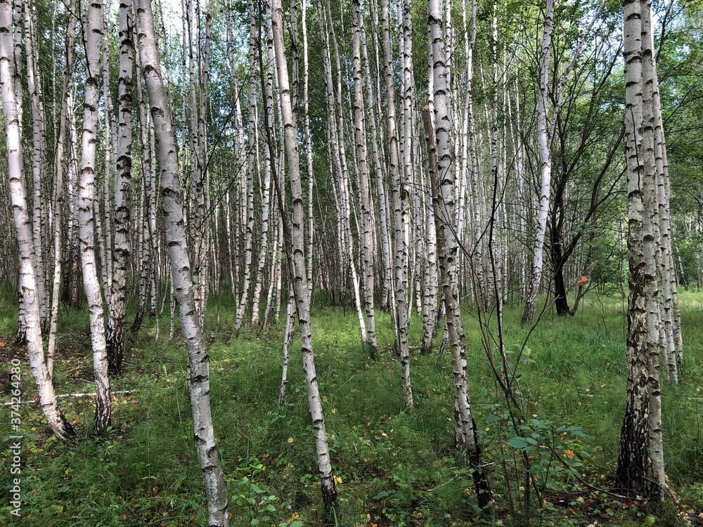 Obraz premium Birch grove in the early morning.