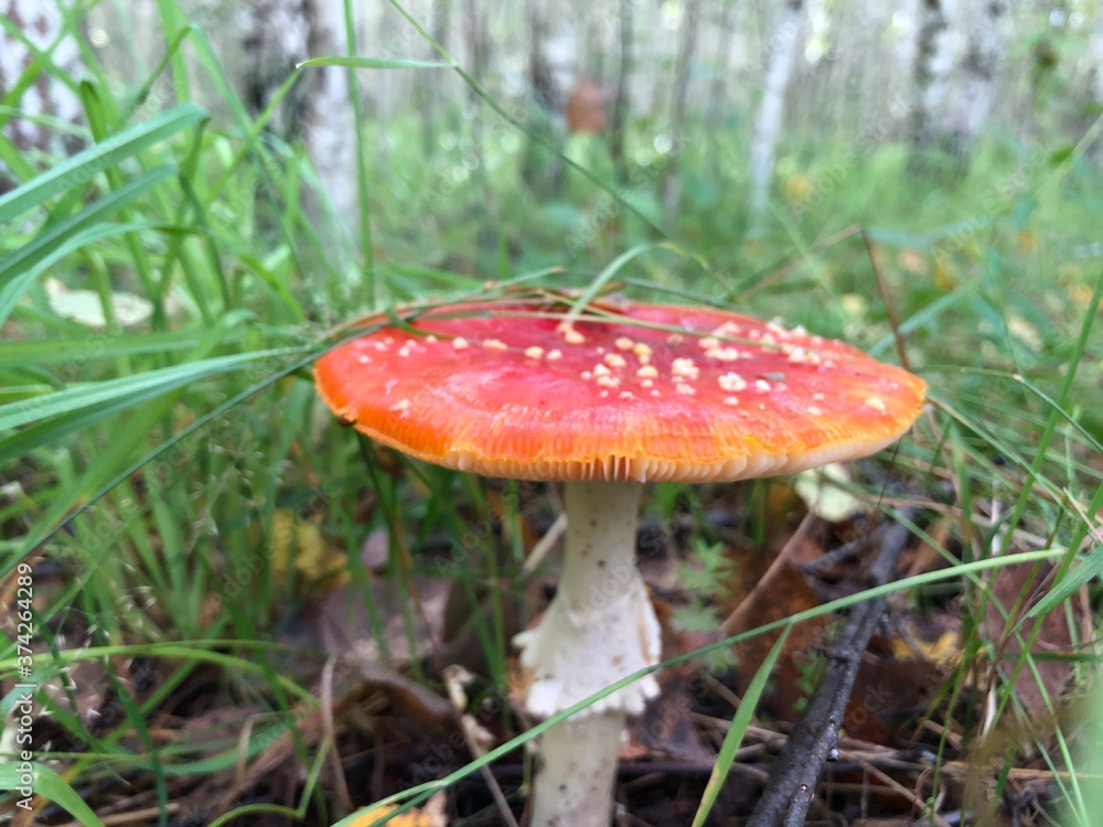 forest mushroom under a blade of grass in the early morning. forest mushroom under a blade of grass in the early morning.