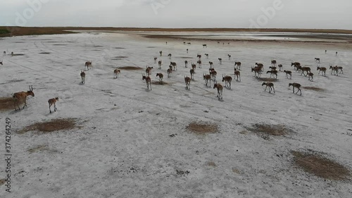 Kalmykia, nature reserve. Saiga antelope herd in the steppe.