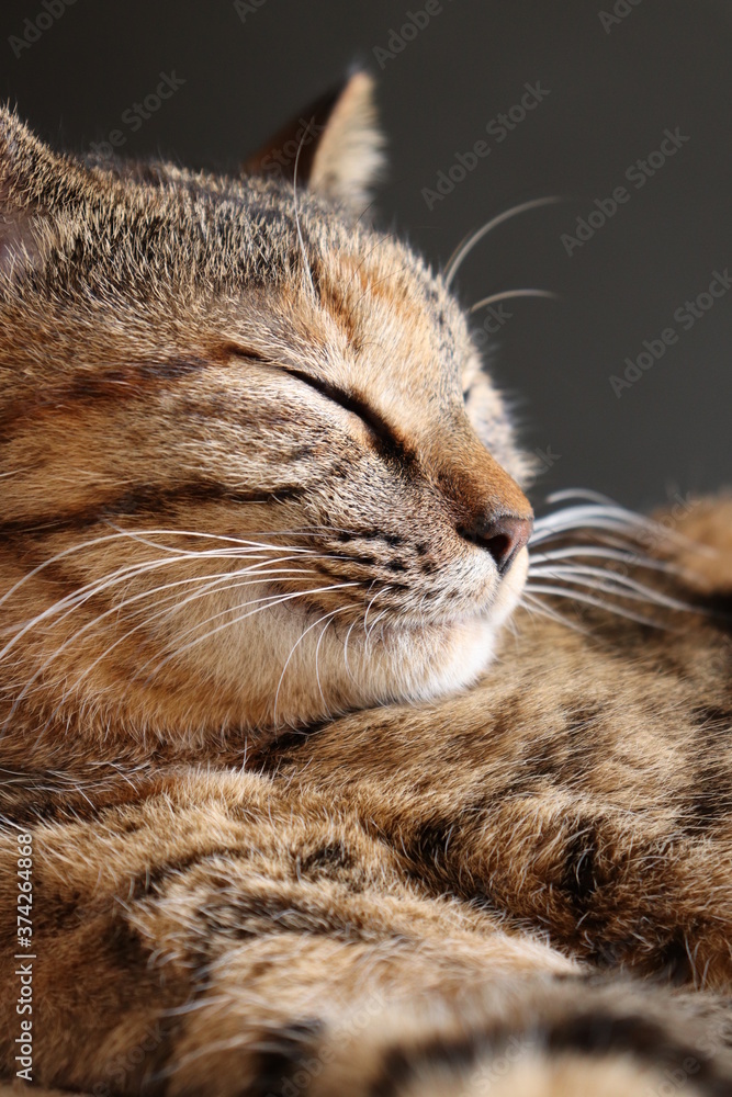 Close-up portrait of young tabby cat, lying down and sleeping Close-up portrait of young tabby cat, lying down and sleeping