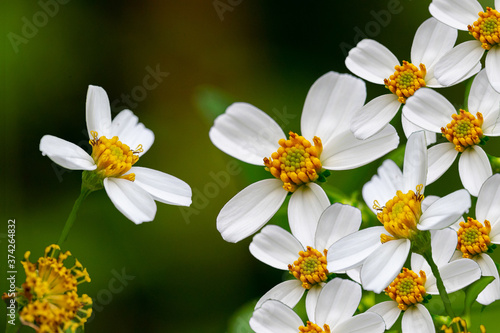 yellow flowers in the garden