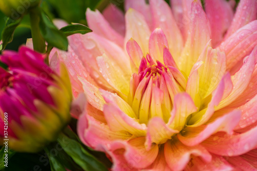 pink dahlia flower with rain drops in the garden  soft focus.