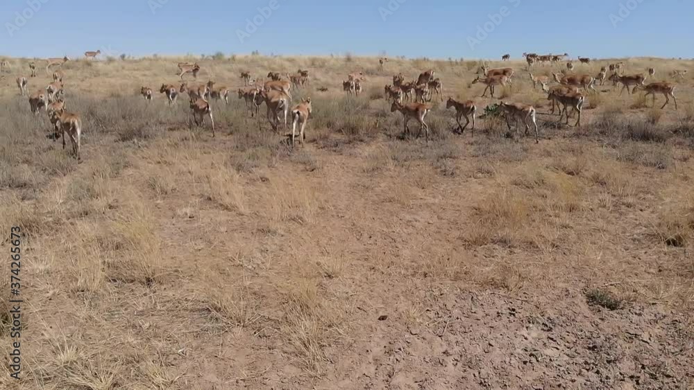 Kalmykia, nature reserve. Saiga antelope herd in the steppe. Kalmykia, nature reserve. Saiga antelope herd in the steppe.