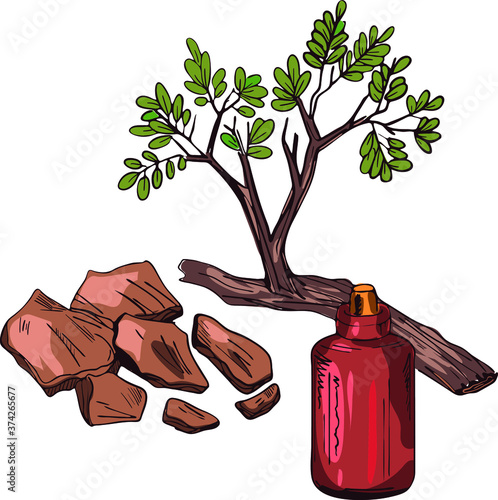 Yohimbe isolated vector illustration. Pausinystalia bottle, branch dry bark. Extracts yohimbe used in traditional medicine as aphrodisiac, dietary supplement. Herb with adverse effect, remedy