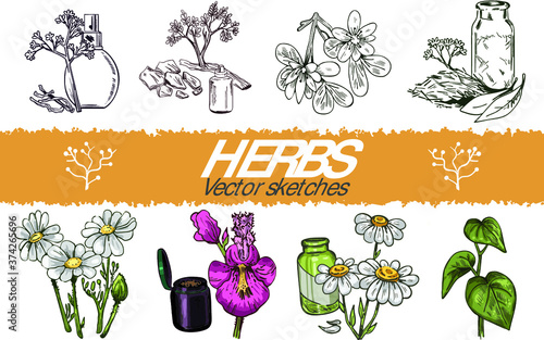 Valerian flowering plant fresh and dry and perfume bottle, Yohimbe branch bark and Cinchona tree bark, Feverfew or Chamomile or camomile daisy plant, Devil's Claw mojave vector illustrations