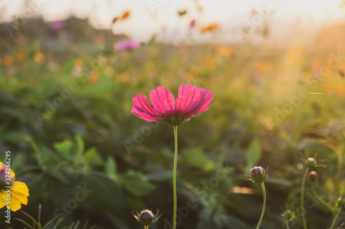 Cosmos flowers field in the Sunset at Chiangrai Thailand