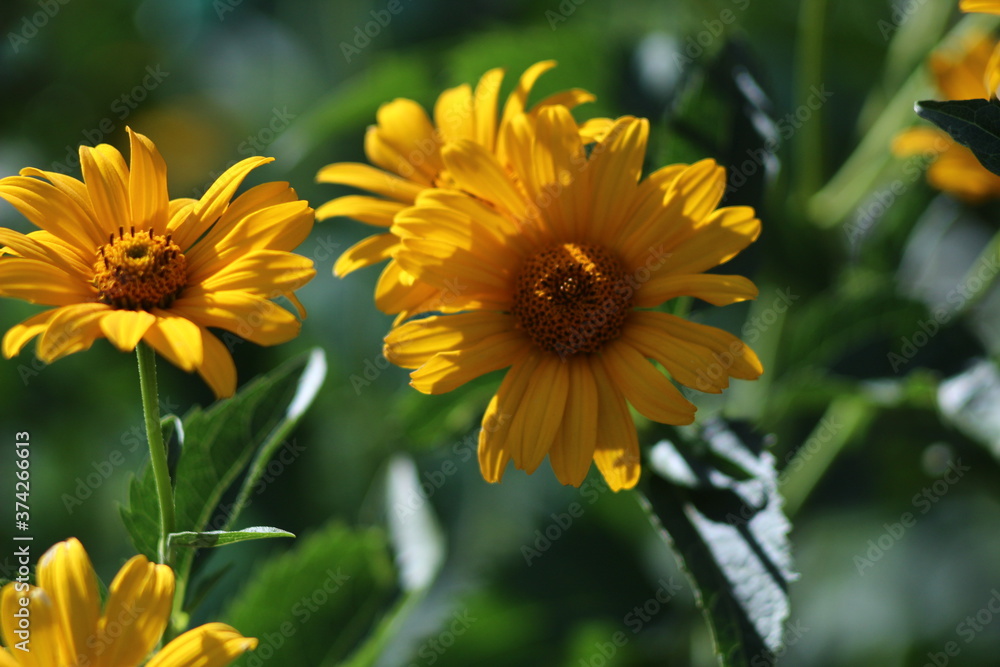 yellow flowers in the garden yellow flowers in the garden