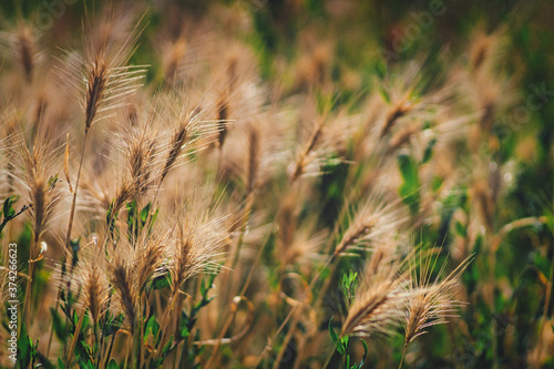 grass in the wind