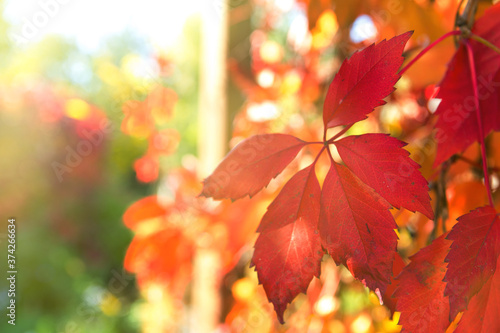 Beautiful autumn background. The sun's rays Shine through the Brightly colored leaves of maiden grapes.