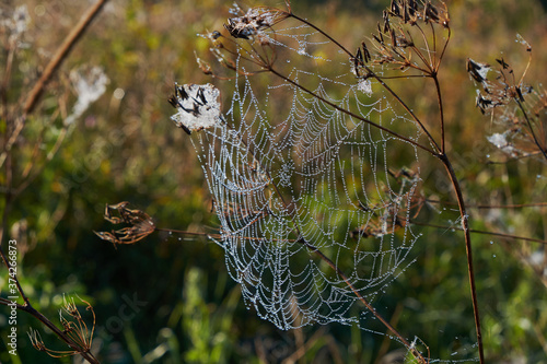 Beautiful drops of water on a spider web