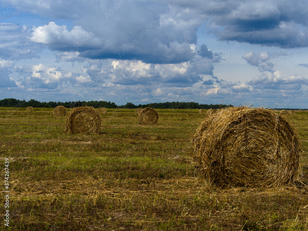 straw stacks in the field