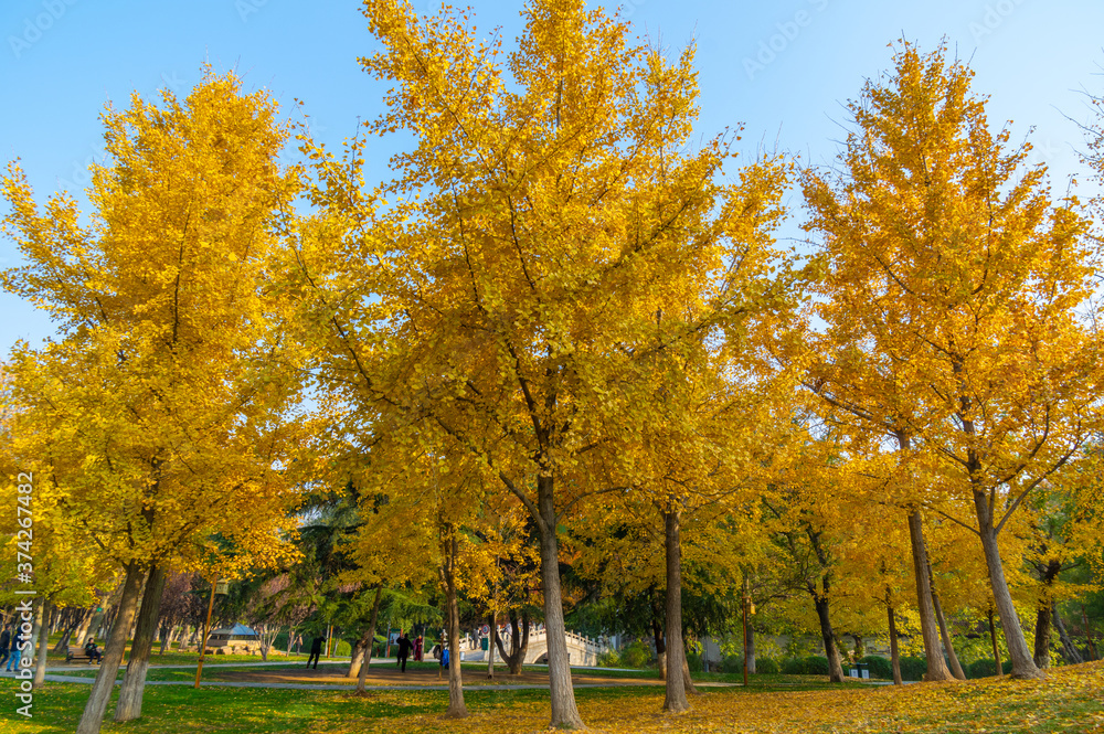Naklejka premium Hubei Wuhan Liberation Park late autumn scenery