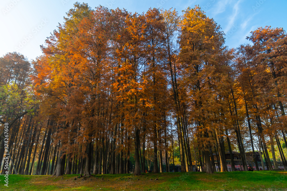 Fototapeta premium Hubei Wuhan Liberation Park late autumn scenery