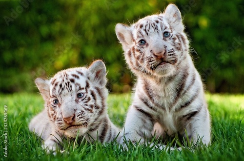 Photography Kitten tiger, Sit on green grass, White tiger.