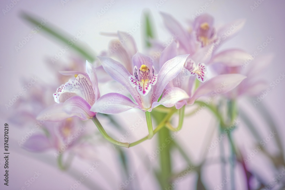 Obraz premium Cymbidium flower selective focus