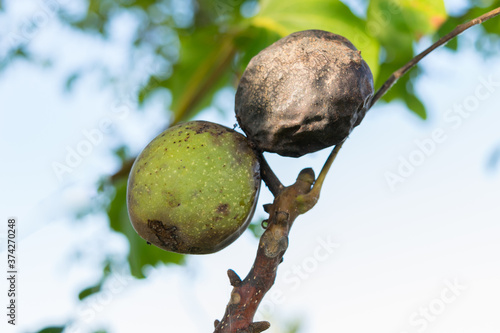 Photos close up of walnuts affected by blight disease