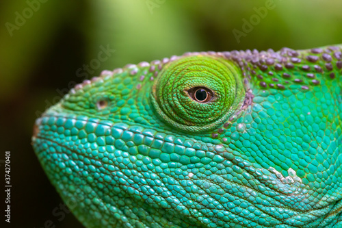 Fototapeta Naklejka Na Ścianę i Meble -  Close-up, macro shot of a green chameleon