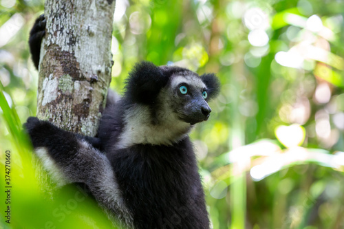 An Indri lemur on the tree watches the visitors to the park photo