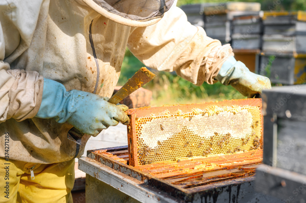 Beekeeper on apiary. Beekeeper is working with bees and beehives on the apiary. Close-up view of. High quality image Beekeeper on apiary. Beekeeper is working with bees and beehives on the apiary. Close-up view of. High quality image