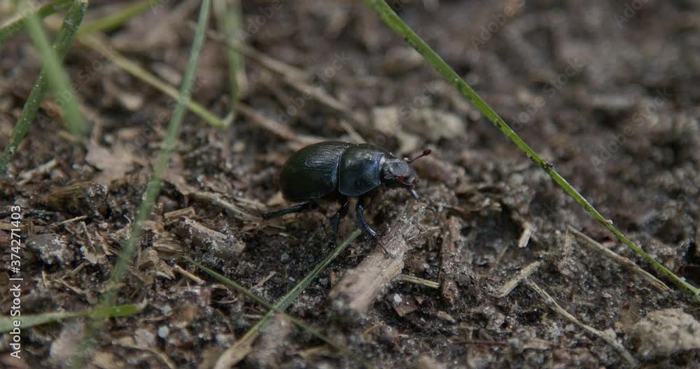 beetle with a black color wanders slowly beetle with a black color wanders slowly