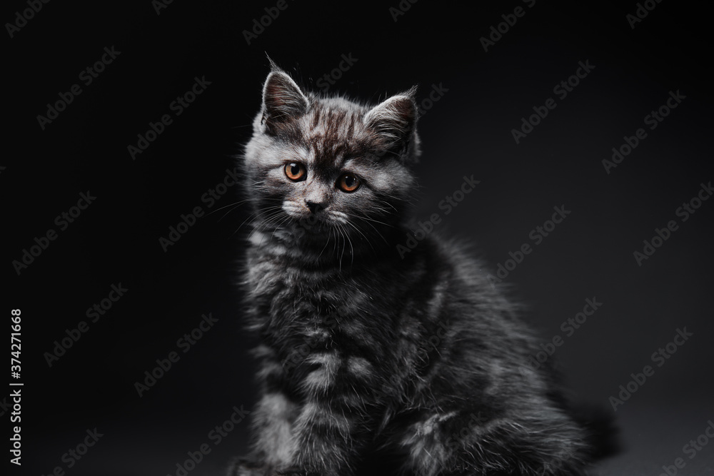 Obraz premium Studio shot of adorable scottish black tabby kitten on dark background.