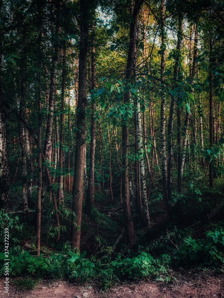 Obraz premium forest in the morning