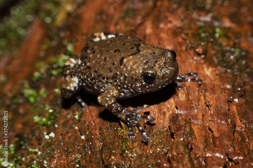 Ramanella mormorata, Indian dot frog, marbled ramanella is a species of narrow-mouthed frog endemic to the Western Ghats of southwestern India. Matheran, Maharashtra, India