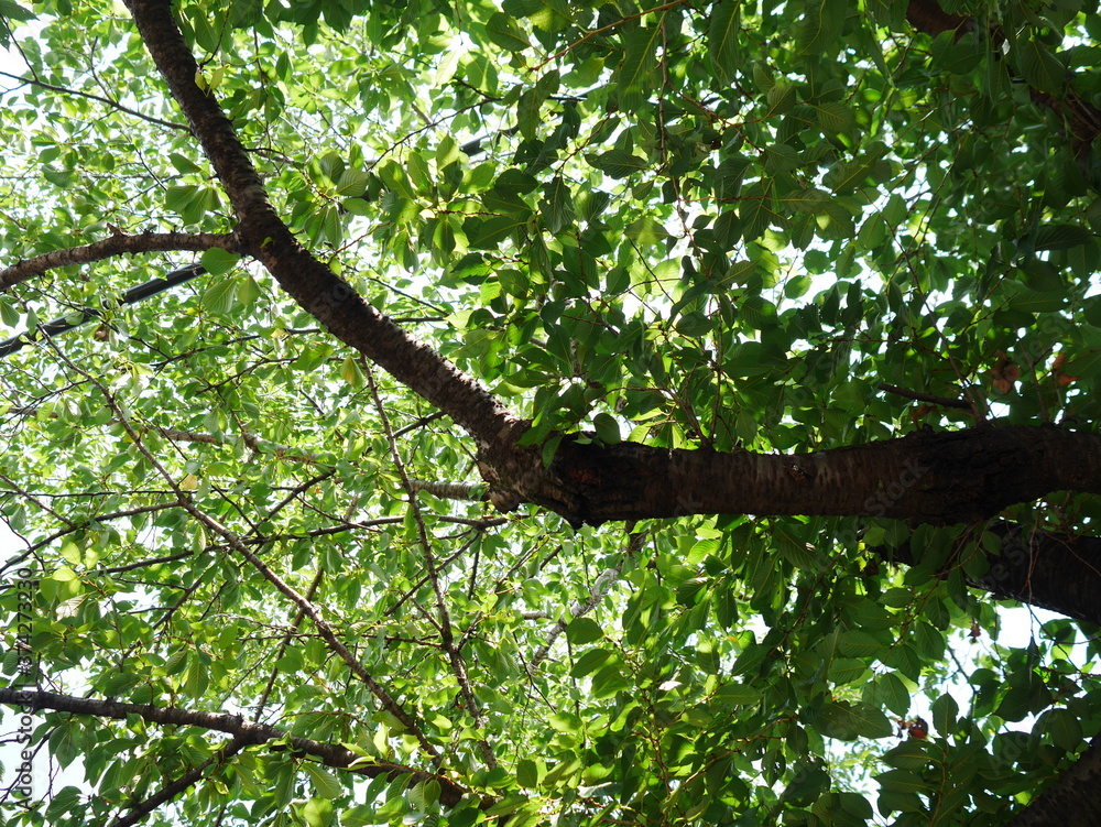 夏の木漏れ日 夏の木漏れ日