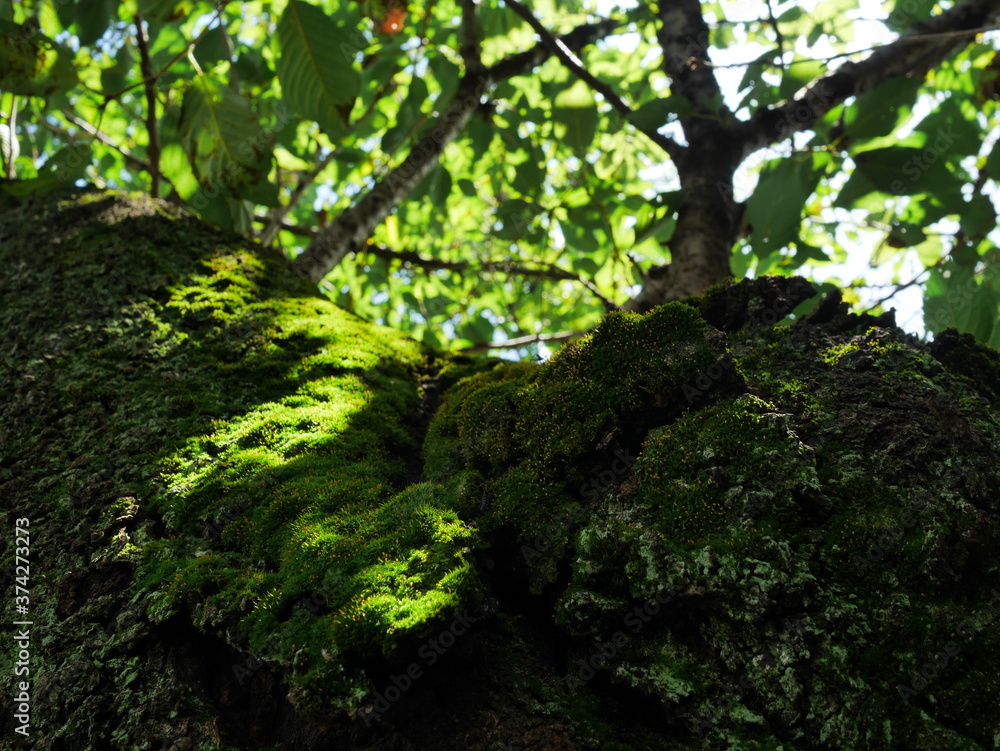 Obraz premium 夏の木漏れ日