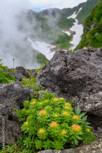 鳥海山の高山植物（ホソバイワベンケイ）