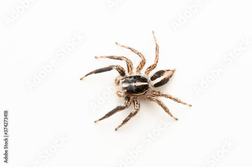 Dorsal of Male Jumping spider, Plexippus paykulli, Satara, Maharashtra, India