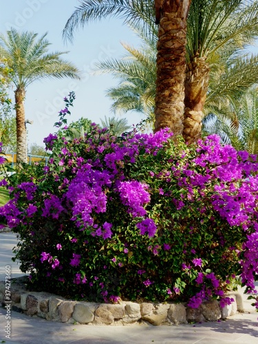 Purple bougainvillea in a tropical garden