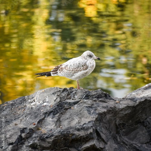 seagull on the rocks