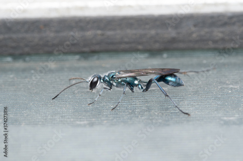 Lateral of Cockroach wasp, Ampulex compressa, Satara, Maharashtra, India