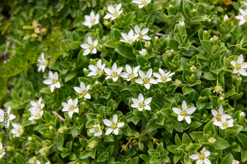 鳥海山の高山植物（チョウカイフスマ）