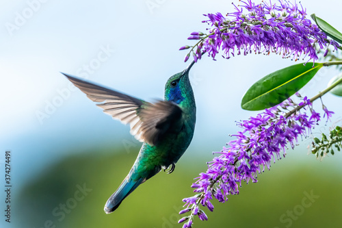 Obraz na płótnie Green Violet-ear hummingbird (Colibri thalassinus) in flight isolated on a green