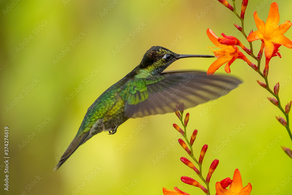 Obraz premium Green Violet-ear hummingbird (Colibri thalassinus) in flight isolated on a green background in Costa Rica
