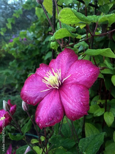 Цветок клематиса после дождя