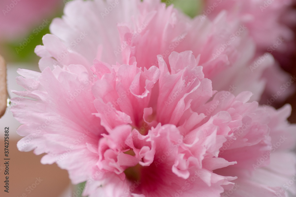 Maiden pink Flashing lights Dianthus deltoides Flashing Stock Photo
