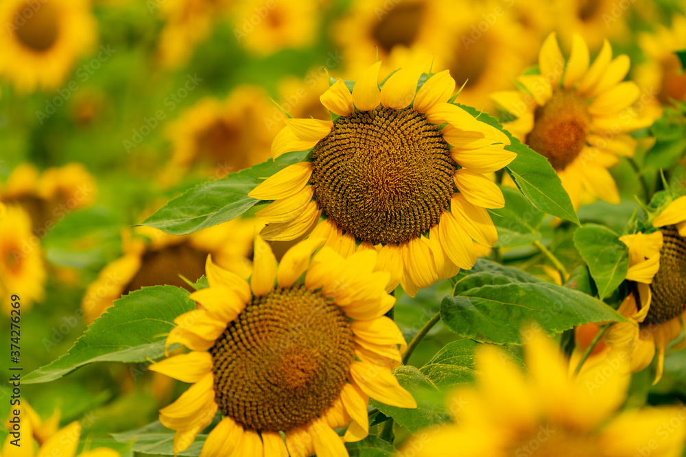 Fototapeta premium Sunflowers blooming in the field