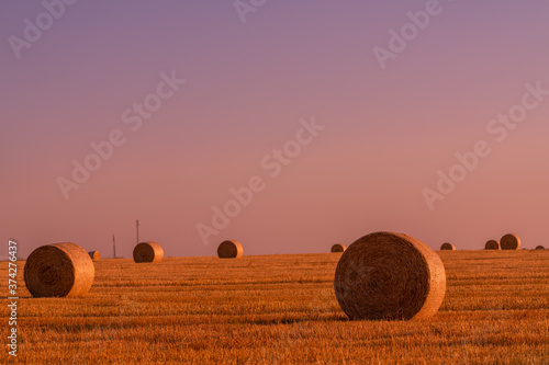 Hay rolls and warm sunset sunlight in the field