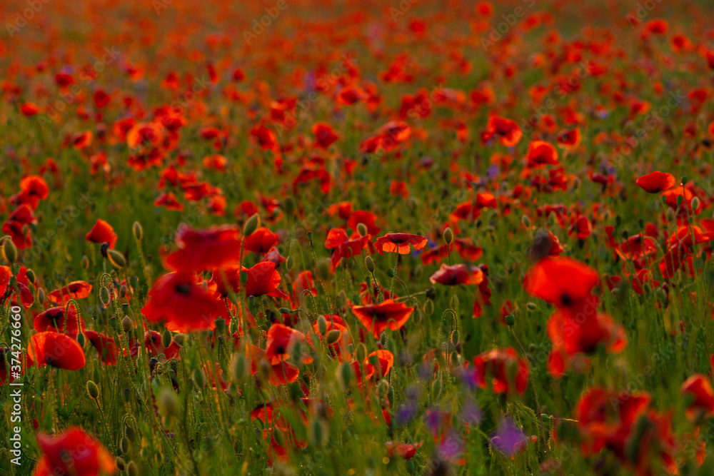 Obraz premium Poppy flowers field at sunset or sunrise