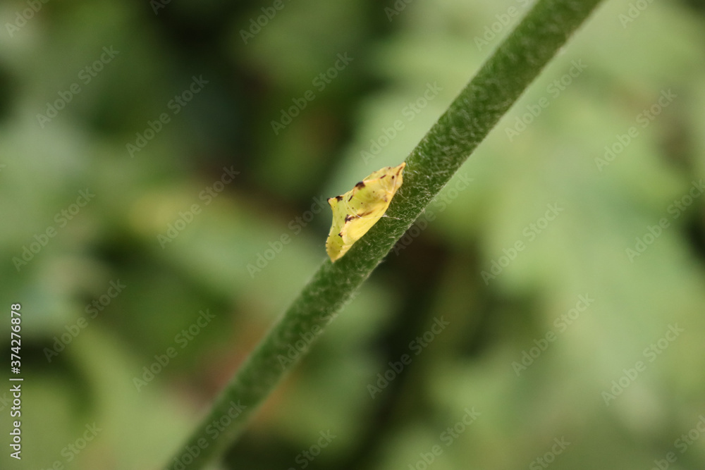 Yellow chrysalis on a plant in the garden on selctive focus. Metamorphosis of a butterfly
Yellow chrysalis on a plant in the garden on selctive focus. Metamorphosis of a butterfly